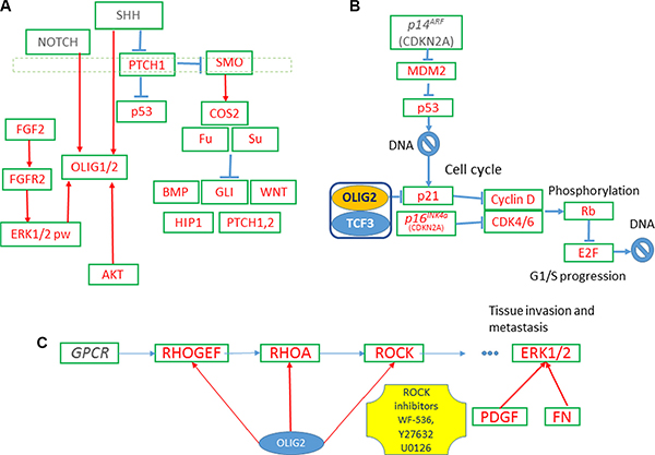 OLIG2-related gene networks.