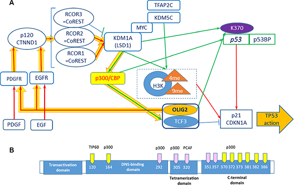 Positive feedback loops including OLIG2.