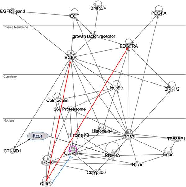 Simplified OLIG2 gene signaling network.