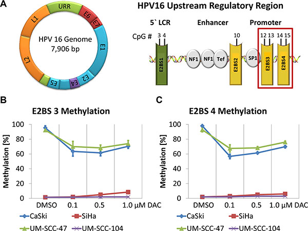 Demethylation of E2BS 3 and 4 in the HPV 16 URR of CaSki and UM-SCC-47 cells after DAC treatment.