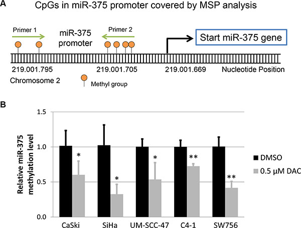 Methylation level of miR-375 promoter under DAC treatment.