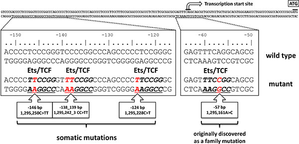 Distribution of mutations in the TERT promoter.