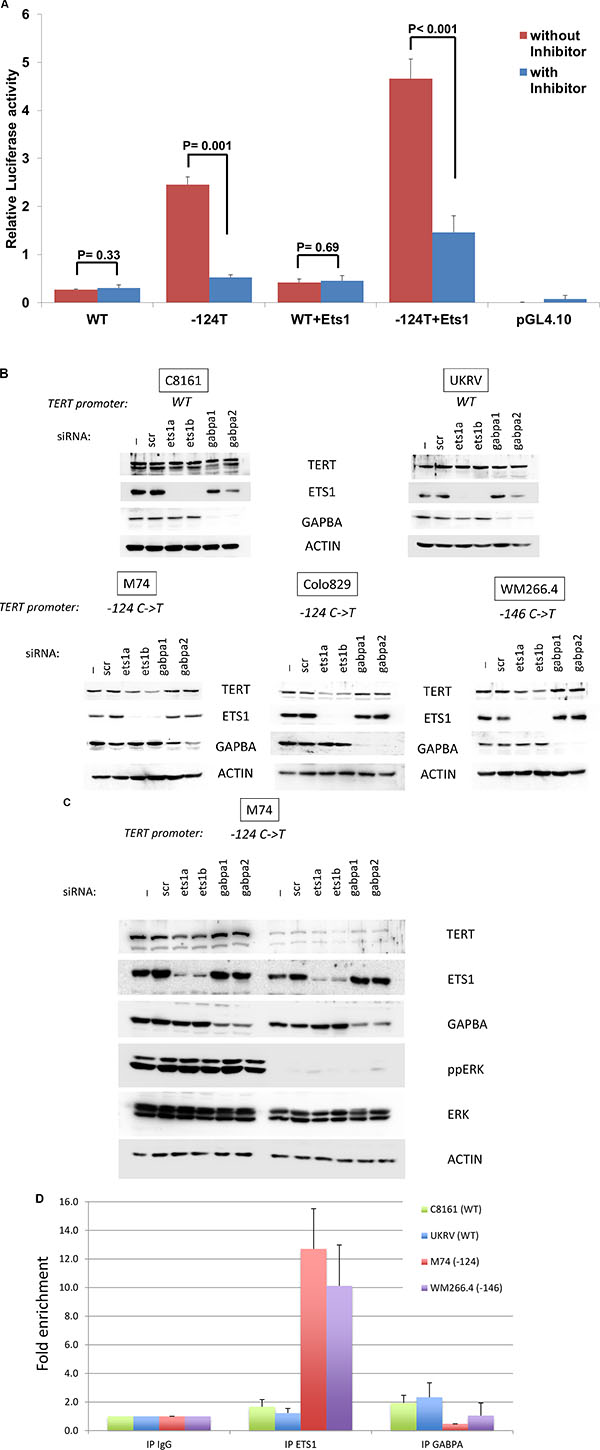 ETS1 binds to the TERT promoter and control its expression.