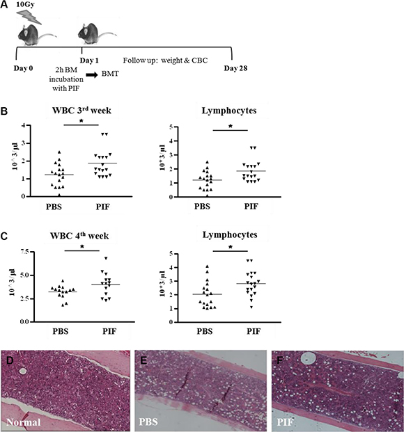 PIF pretreated BM enhances hematologic recovery after lethal irradiation and allogeneic BMT Donor BM cells were incubated with PIF for 2 h prior to transplantation.