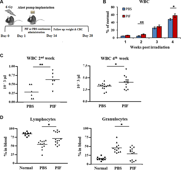 PIF enhances hematologic recovery after sub-lethal irradiation.