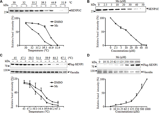 Mc alters SENP1 thermal stabilization.