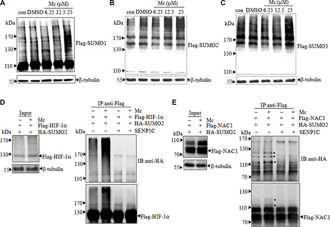 Mc induces accumulation of SUMO-conjugated proteins in PC3 cells.