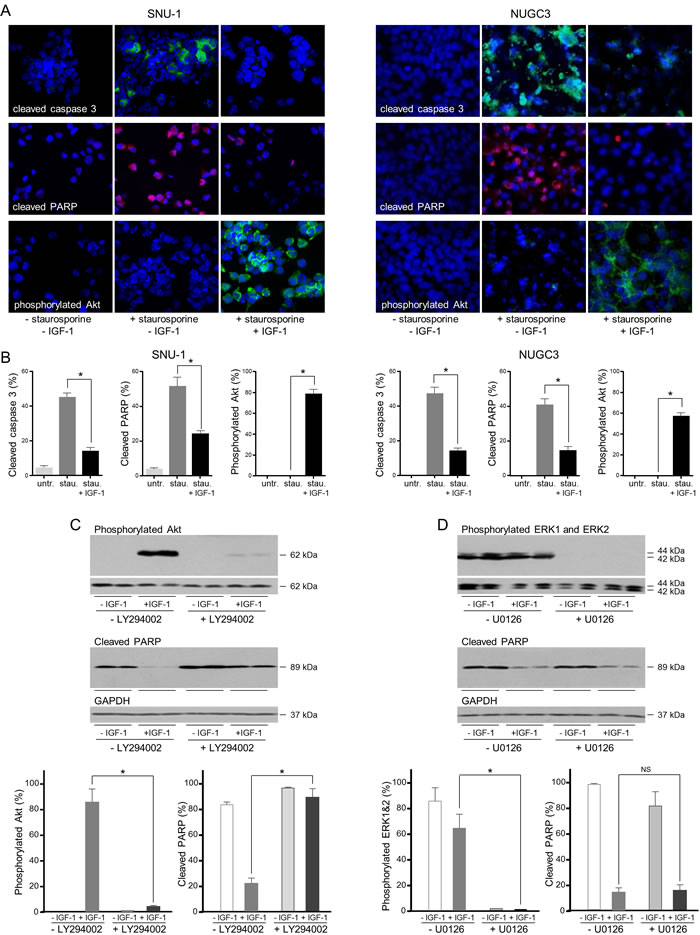 IGF protects gastric cancer cells from caspase-dependent cell death