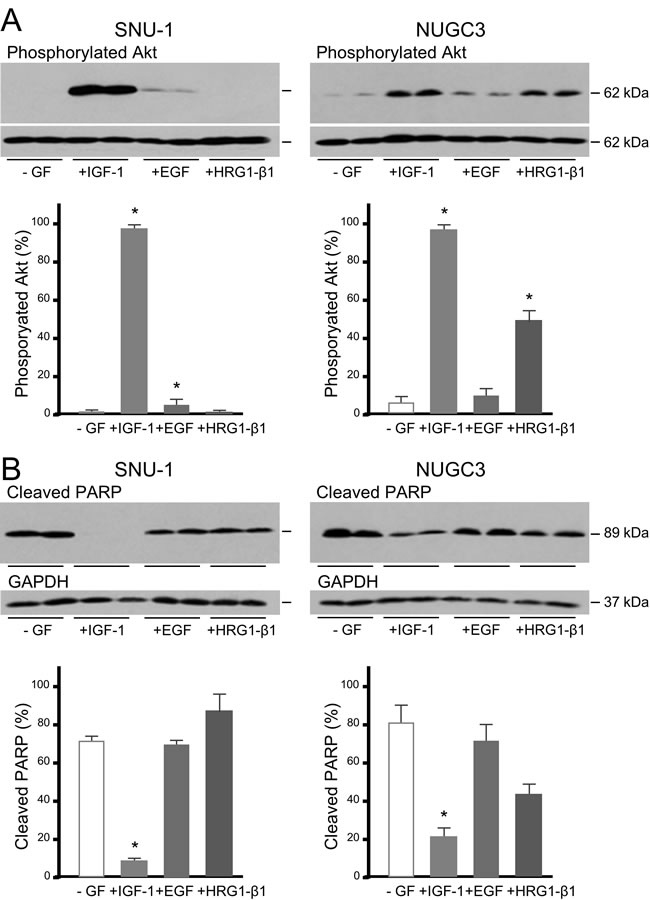 IGF, but not EGF or heregulin, protects gastric cancer cells from caspase-dependent cell death.