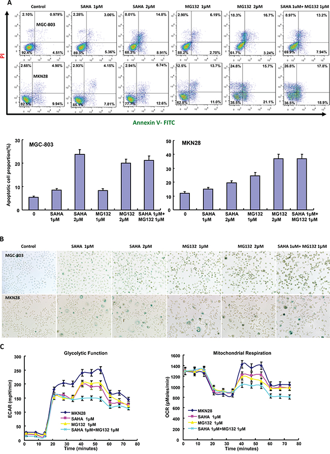 The effects of SAHA on apoptosis, senescence and glucose catabolism of gastric cancer cells.