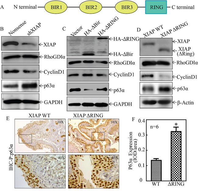 XIAP inhibited p63&#x03B1; expression in vitro and in vivo through its RING domain.
