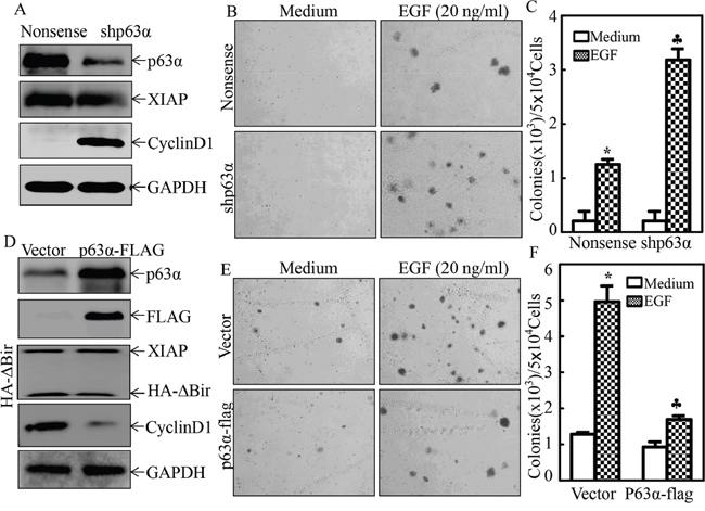 p63&#x03B1; inhibited EGF-induced malignant transformation of human bladder epithelial cells.