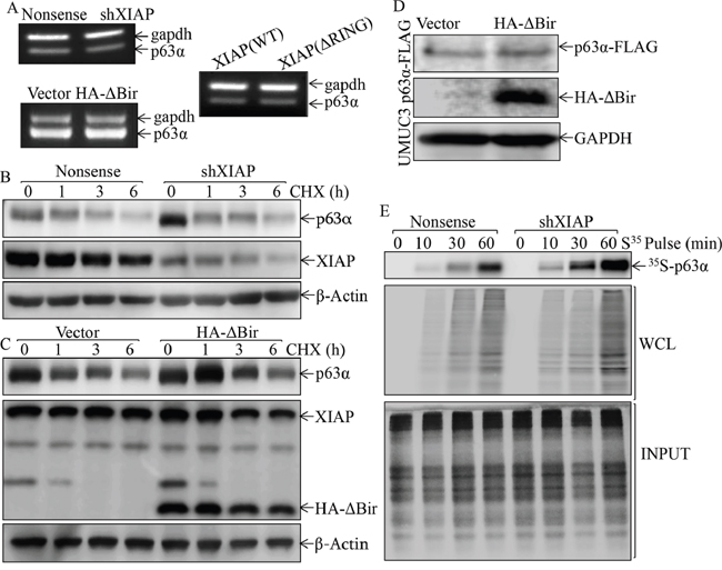 XIAP RING domain inhibited p63&#x03B1; protein translation in human bladder epithelial cells.