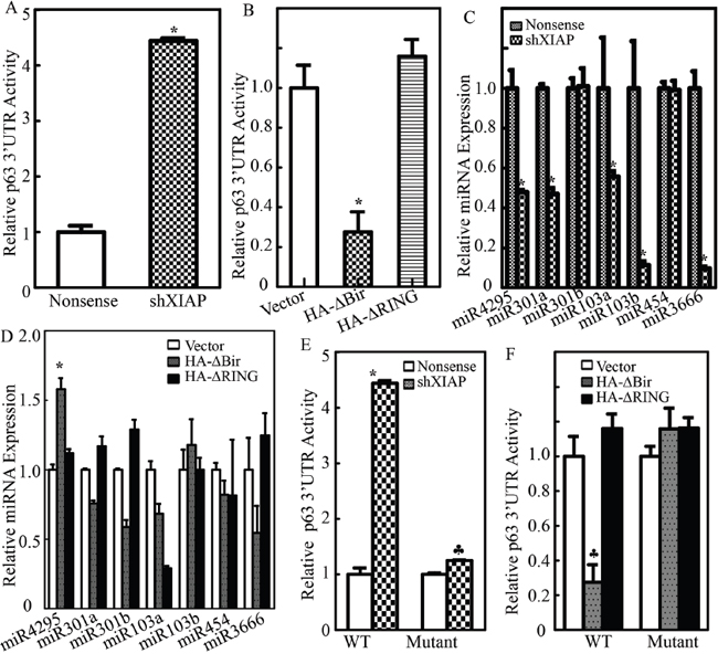 XIAP RING domain initiated miR-4295 expression and in turn inhibited p63&#x03B1; mRNA 3&#x2019;UTR activation.