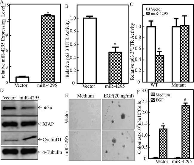 miR-4295 was able to directly bind to p63&#x03B1; 3&#x2019;UTR resulting in blockage of p63&#x03B1; protein translation and subsequently promoting EGF-induced malignant transformation of human bladder epithelial cells.