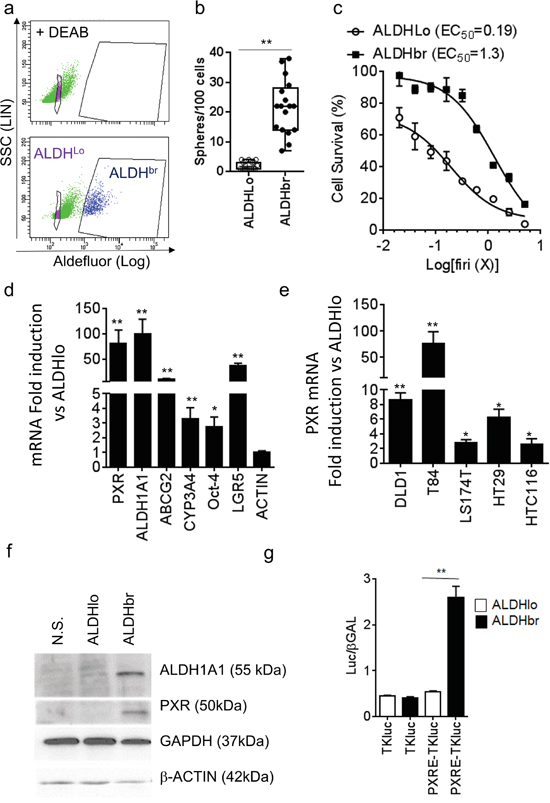 PXR expression is increased in colorectal ALDHbr CSCs.