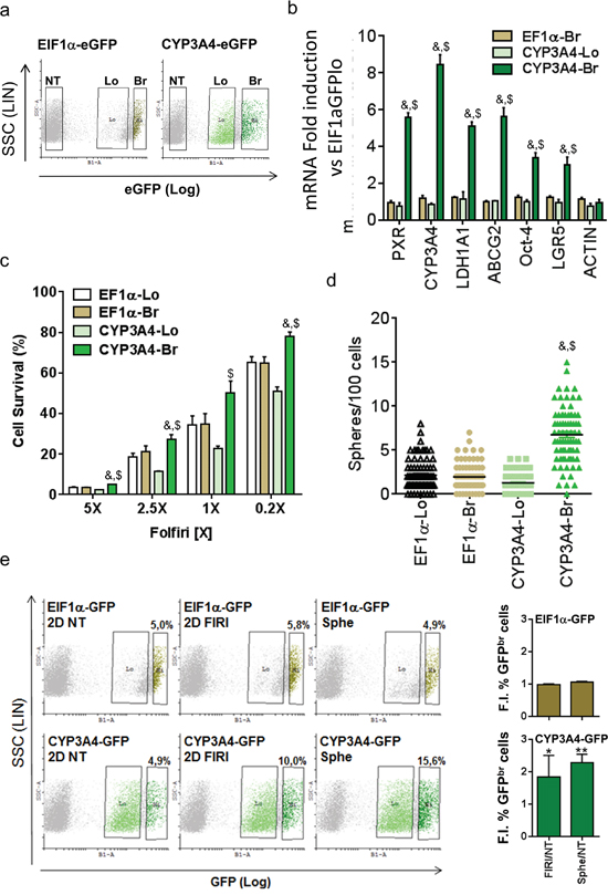 PXR transcriptional activity marks chemoresistant CSCs.