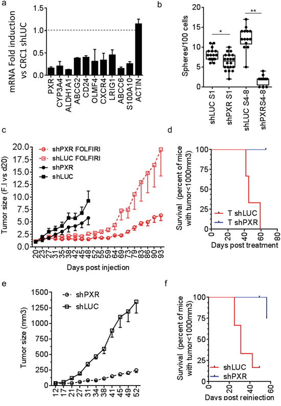 Knock-down of PXR decreases CSC-self renewal and improves recurrence free survival in mouse xenograft models.