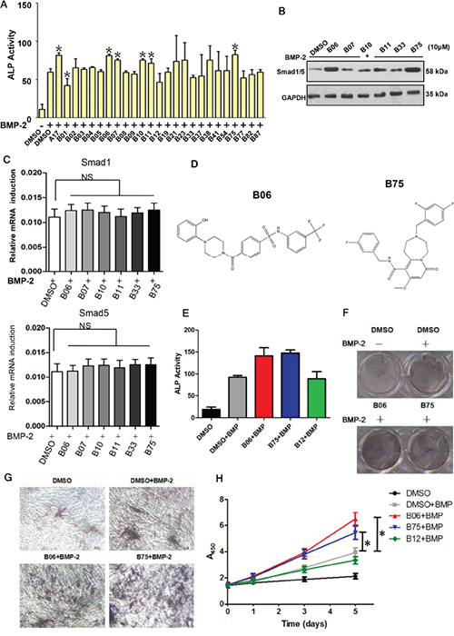 Candidate compounds B06 and B75 promotes the bone synthesis ability via activating BMP signaling.