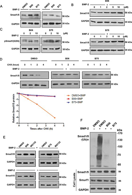 B06 and B75 inhibit Smurf1-mediated Smad1/5 ubiquitination and degradation.