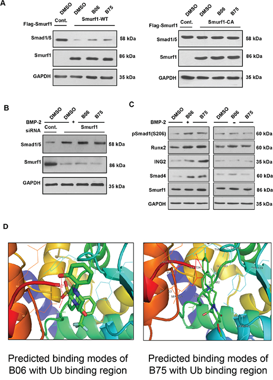 B06 and B75 control Smad1/5 and other targets in a Smurf1-dependent manner.