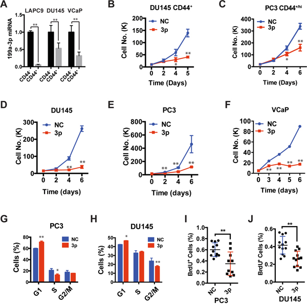 Expression of miR-199a-3p inhibits cell proliferation.