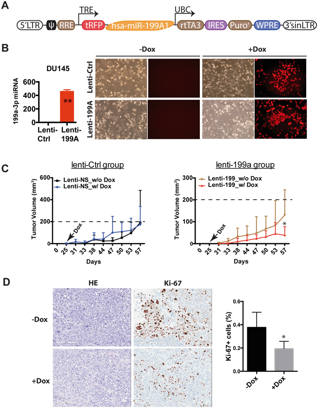 miR-199a-3p exhibits therapeutic potential in PCa cells.