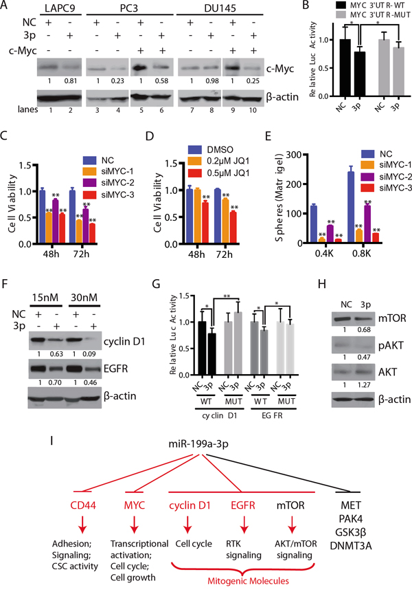 miR-199a-3p also targets c-MYC and several other mitogenic signaling molecules.