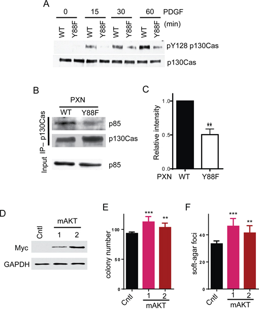 pY88 paxillin activates p130cas-PI3K-AKT signaling axis.