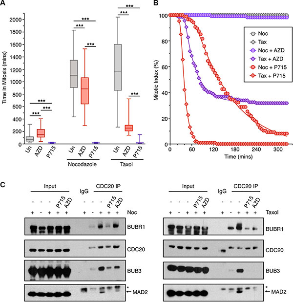 The effects of MPS1 and Aurora B inhibition on the SAC.