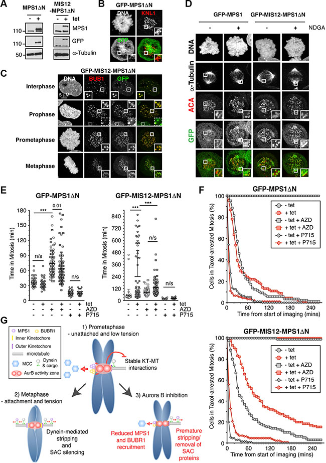 Aurora B inhibition can override the SAC induced by constitutive kinetochore localisation of MPS1.