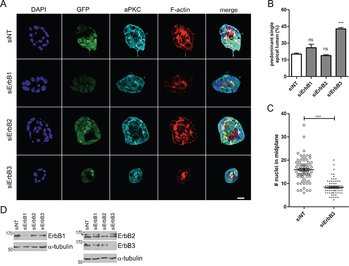 ErbB3 knockdown rescues hyperproliferation and polarized morphogenesis of Caco-2 cells expressing oncogenic K-Ras.