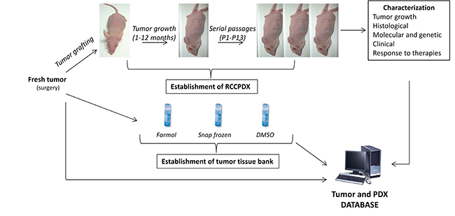 Schematization of the RCCPDX development processes.