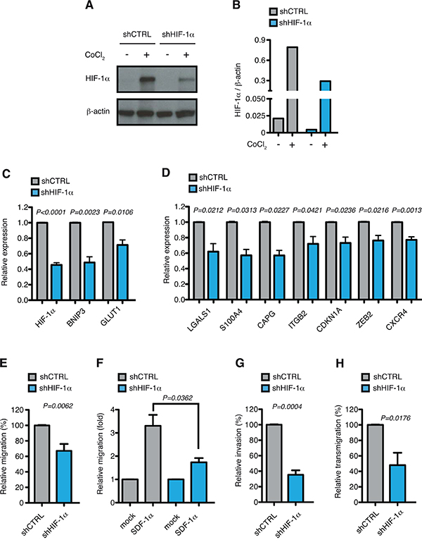 HIF-1&#x03B1; chronic silencing impairs motility of MOLM-13 cells in vitro.