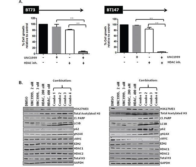 HDAC inhibitor compound 26 synergizes with UNC1999 in vitro through augmented apoptosis and DNA damage.