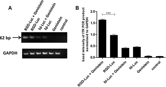 Genistein enhances AAVP vector genome accumulation in the nucleus.