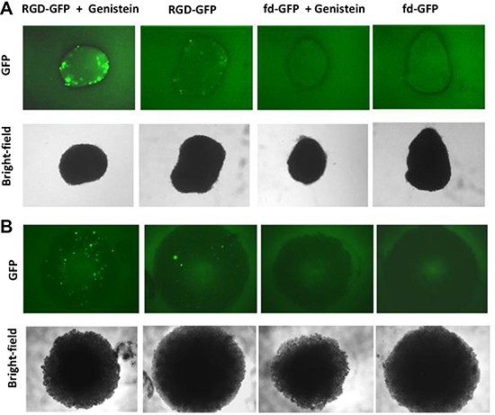 Genistein increased RGD4C-AAVP-mediated gene transfer in 9L and M21 tumor spheroids.