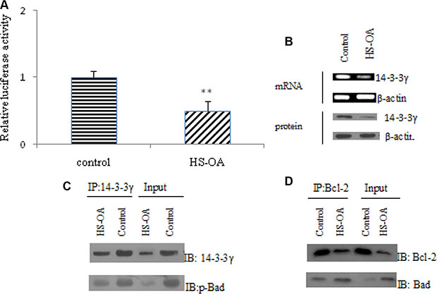 HS-OA (20 &#x03BC;M) influenced the 14-3-3&#x03B3; expression and interaction of 14-3-3&#x03B3;/ phospho-Bad and Bad/Bcl-2 (mitochondria).