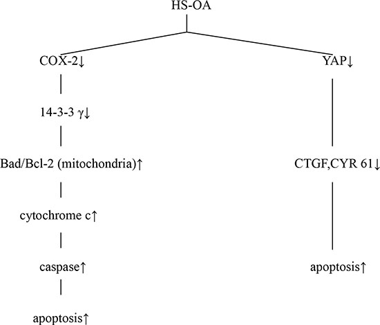 A schematic illustration of multiple biochemical processes via which HS-OA induces apoptosis.
