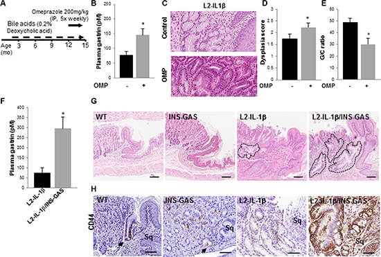 Hypergastrinemia accelerates Barrett&#x2019;s-like esophagus in L2-IL-1&#x03B2; mice.
