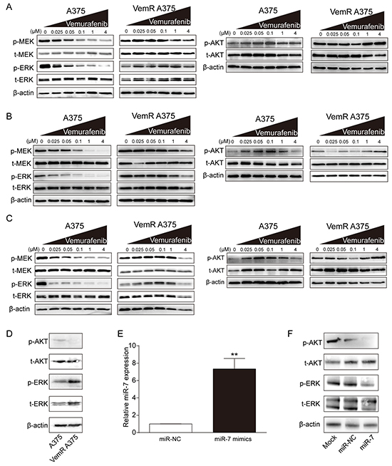 miR-7 suppresses the activation of MAPK and PI3K/AKT pathways in VemR A375 cells.