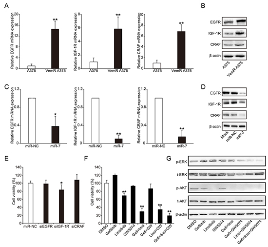 miR-7 suppresses the expressions of EGFR, IGF-1R and CRAF that are up-regulated in VemR melanoma cells.