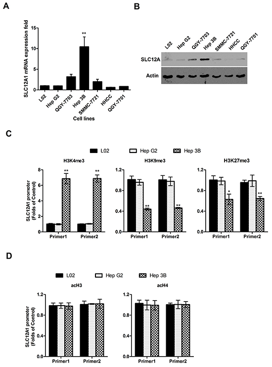 The high expression level of SLC12A1 in Hep 3B cell line.