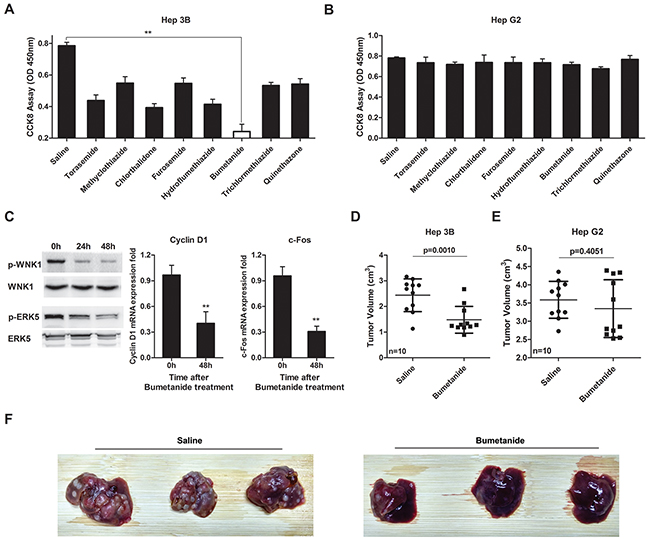 Bumetanide inhibits growth of SLC12A1-postive cells in vitro and in vivo.