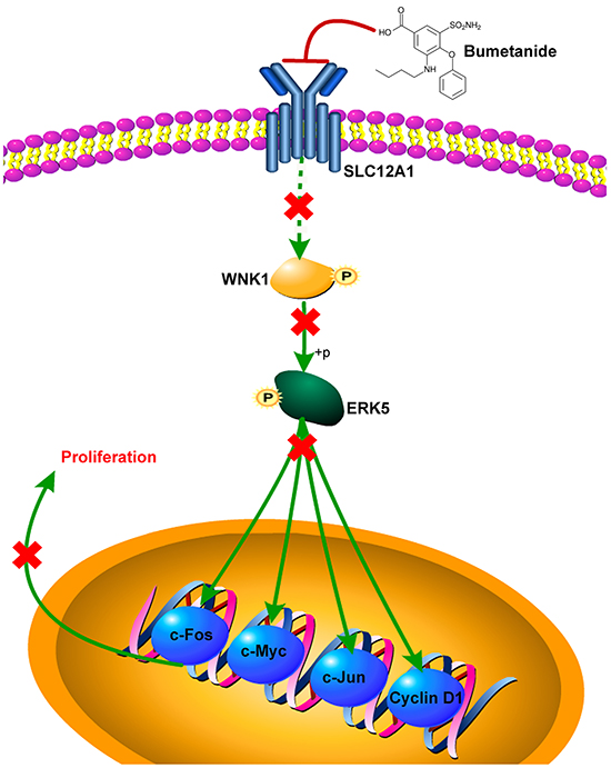 Scheme of proposed SLC12A1 antagonist contributes to inhibition of liver cancer via the WNK1/ERK5 pathway.