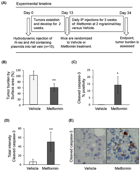 Metformin induces apoptosis of tumors in a genetic HCC mouse model.