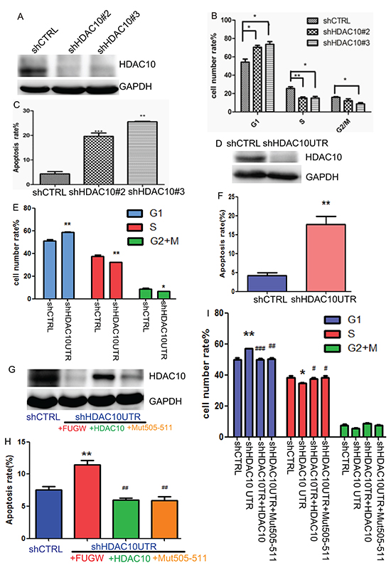 HDAC10 knockdown-induced cell cycle arrest and apoptosis in lung cancer cells.