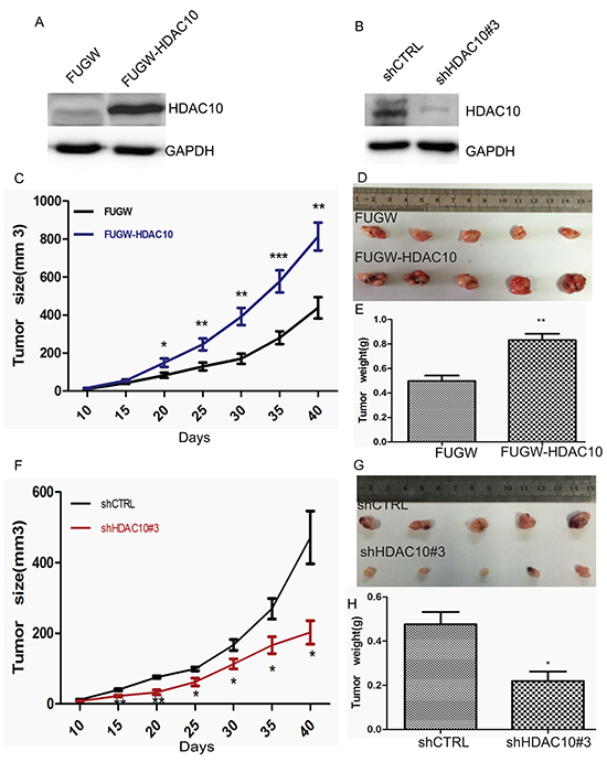 HDAC10 expression affects lung cancer cell growth in vivo.