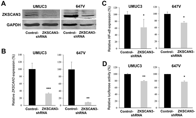 Inactivation of ZKSCAN3 in bladder cancer cells.