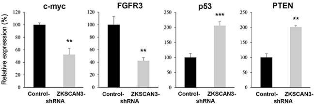 Effects of ZKSCAN3 inactivation on the expression of oncogenes and tumor suppressor genes.